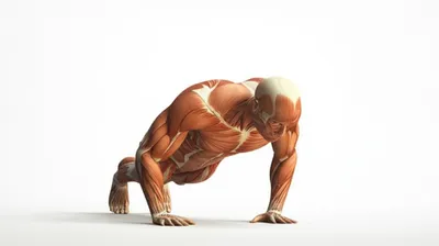 Illustration pushup - Image 1