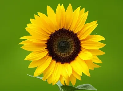 Illustration doubling - Image 1