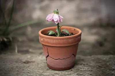 Illustration drops - Image 1