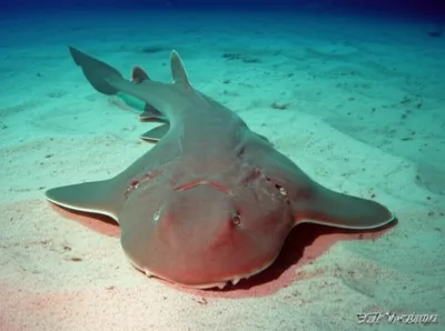 Illustration squats - Image 1