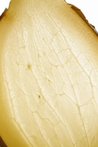 Illustration ginger - Image 1