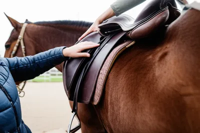 Illustration saddles - Image 1