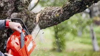 Illustration lop - Image 2