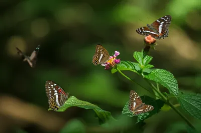 Illustration punches - Image 1