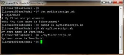 Illustration shell - Image 2