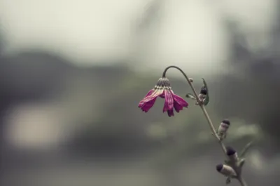 Illustration dull - Image 1