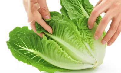 Illustration leaf - Image 1