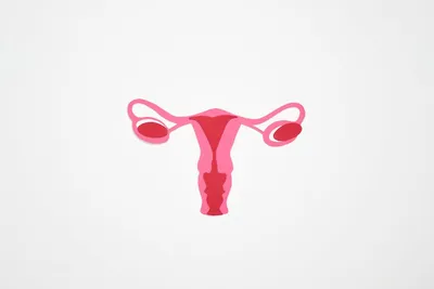 Illustration ovaries - Image 2