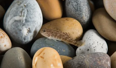 Illustration cobs - Image 1