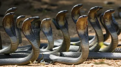 Illustration quivers - Image 1