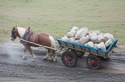 Illustration draughts - Image 1