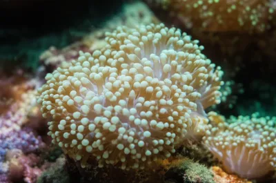 Illustration septa - Image 1