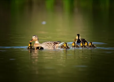 Illustration runt - Image 1