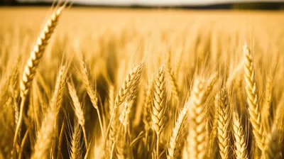 Illustration wheaten