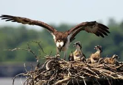 Illustration home - Image 5