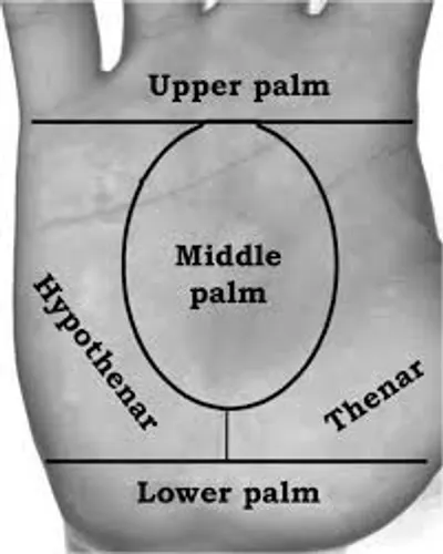 Illustration palm - Image 2