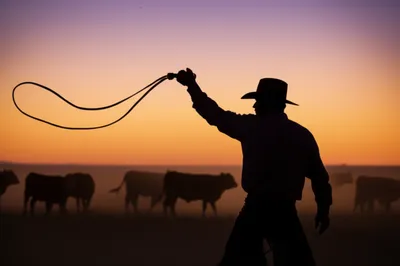 Illustration whips - Image 1