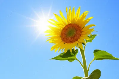 Illustration solar - Image 1