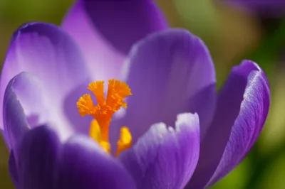 Illustration saffron