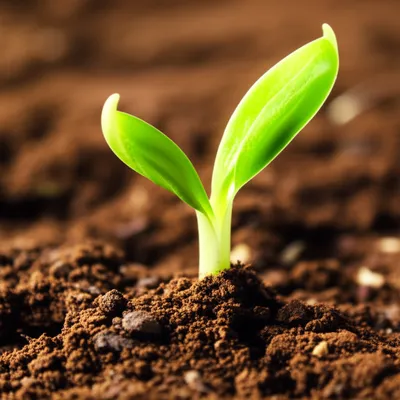 Illustration origination - Image 1