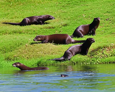 Illustration minks - Image 1