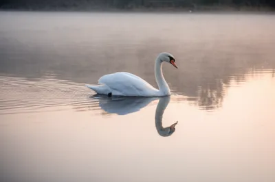 Illustration gliding