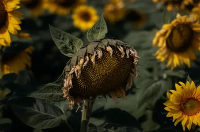 Illustration wettest - Image 1