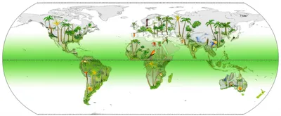 Illustration tropics