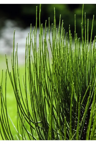 Illustration virgate - Image 1