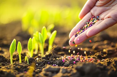 Illustration seeding - Image 1