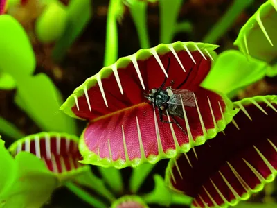 Illustration carnivorous - Image 1