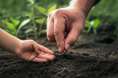 Illustration causative