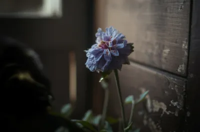 Illustration dum - Image 1