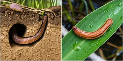 Illustration annelid