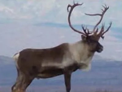 Illustration reindeer - Image 2