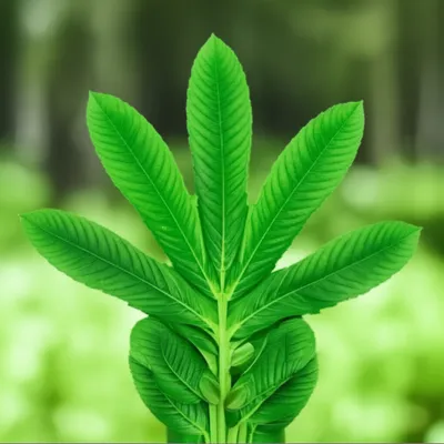 Illustration palmate - Image 1