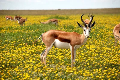 Illustration springbok - Image 2