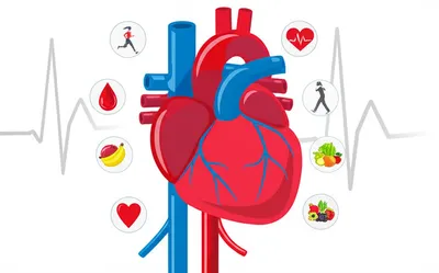 Illustration cardiac - Image 1