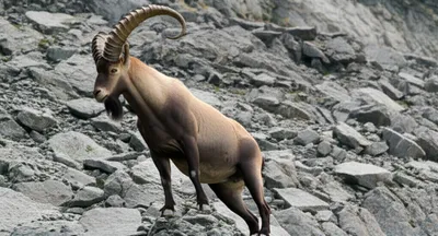 Illustration billy - Image 1