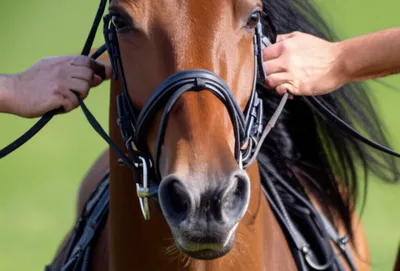 Illustration reins - Image 1