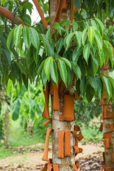 Illustration cassia - Image 1