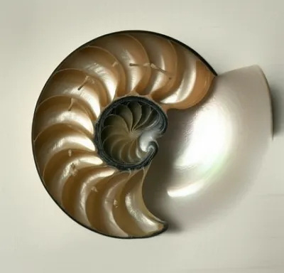 Illustration turban - Image 1