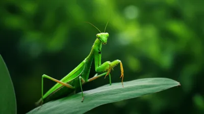 Illustration mantises - Image 1