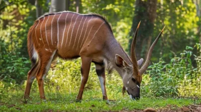 Illustration bongo - Image 1