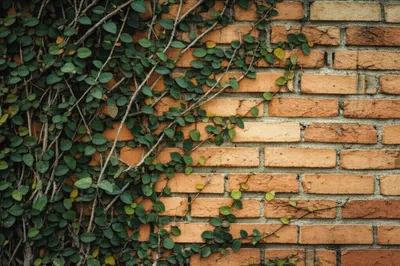 Illustration pertaining - Image 1