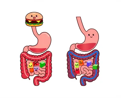 Hình ảnh minh họa digesting - Ảnh 1