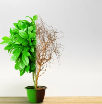 Illustration withering - Image 1