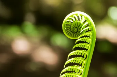 Illustration unfurl - Image 1