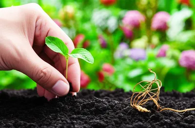 Illustration sparer - Image 1