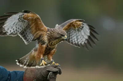 Illustration passengers - Image 1